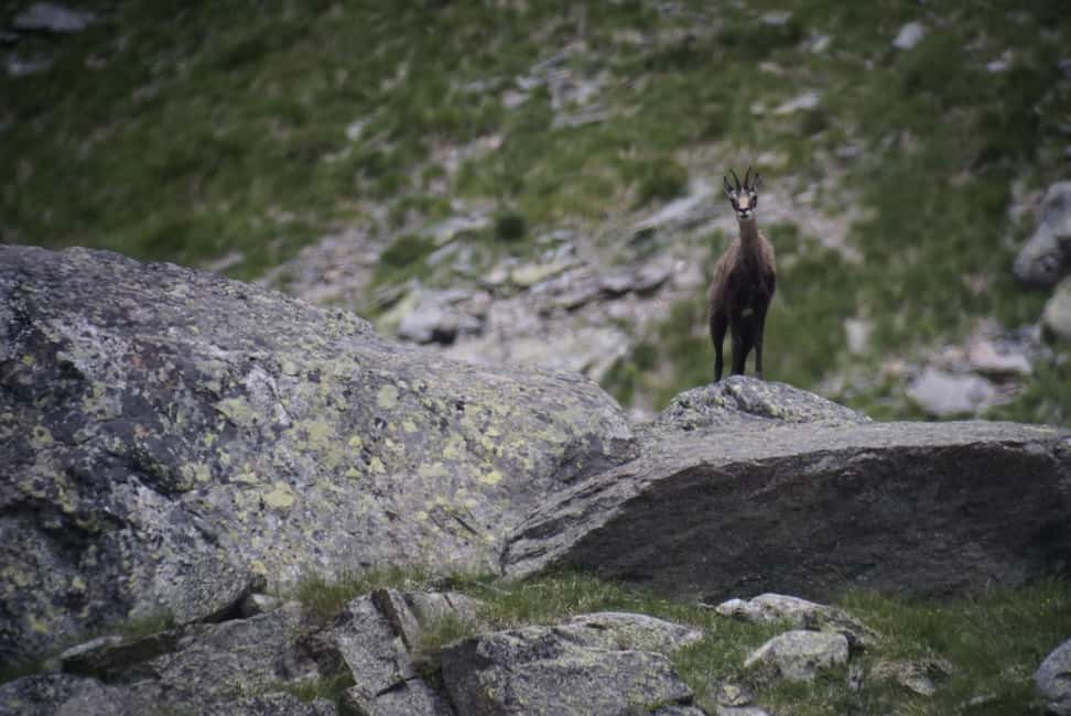 image n.3 of Switzerland: Private nature safari with local guide. Discover the Alps, lakes, and more. activity in Lucerne, uploaded by supplier
