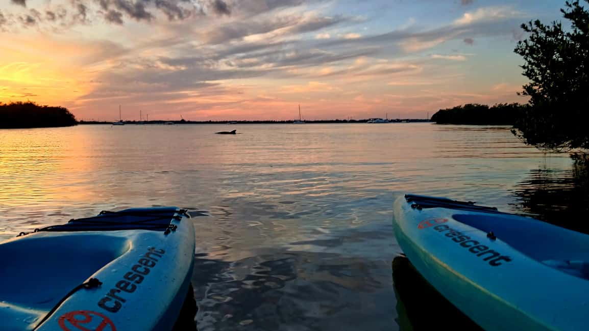 image n.3 of Cocoa Beach/Merritt Island: Guided Dolphin and Manatee Tour activity in Florida, uploaded by supplier