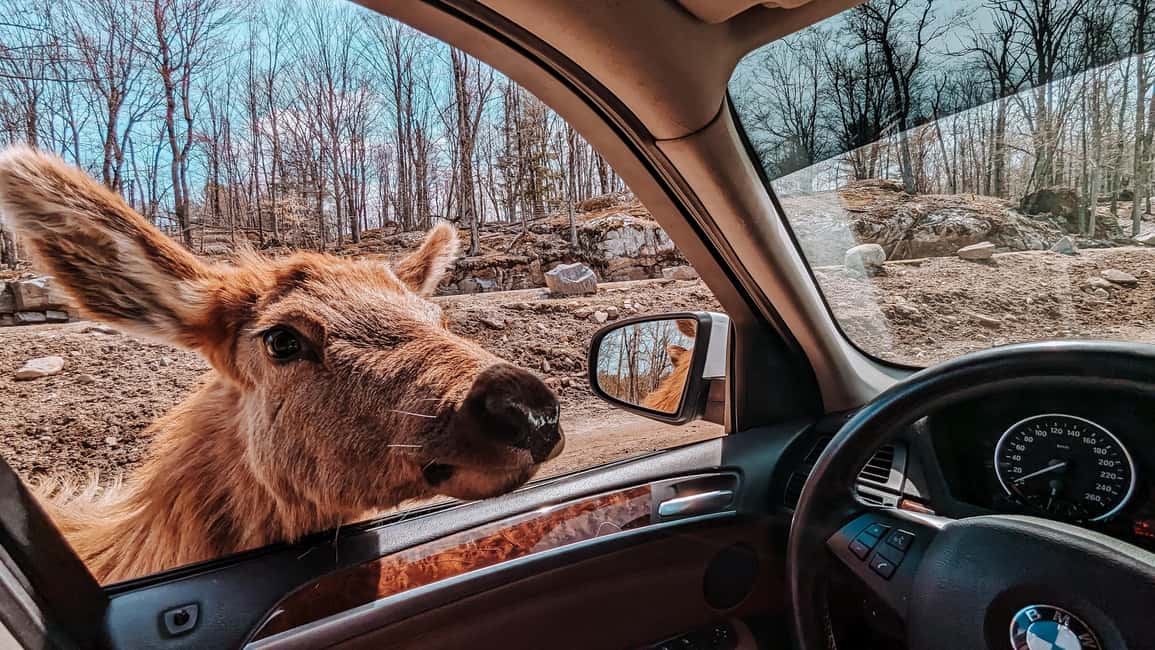 imagem n.13 de Otava: Safari privado de aventura na vida selvagem no Parc Omega atividade em Montebello, carregada pelo fornecedor
