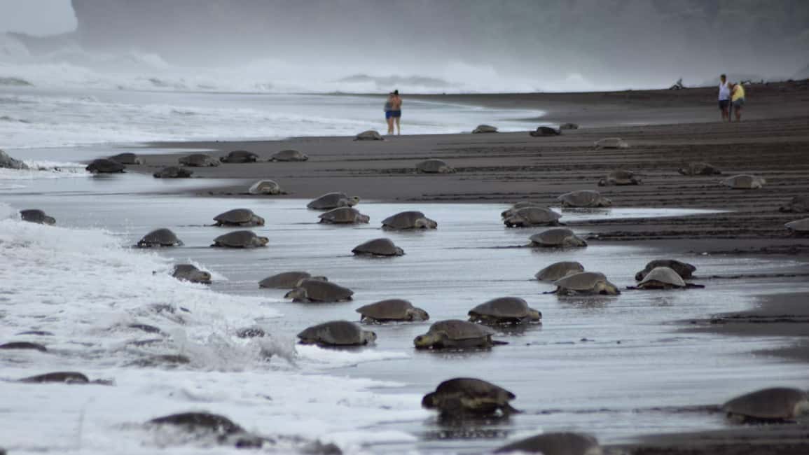 image n.5 of Costa Rica: Hundreds of thousands Olive Ridley Sea Turtles activity in Santa Cruz, Costa Rica, uploaded by supplier