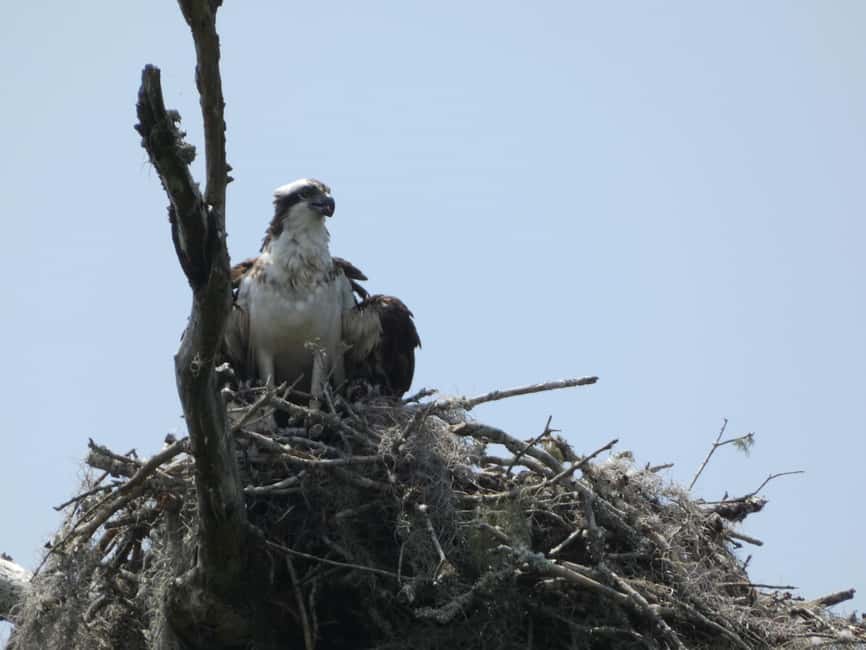 image n.4 of Orlando: Small Group Scenic Wekiva River Kayak Tour activity in Florida, uploaded by supplier