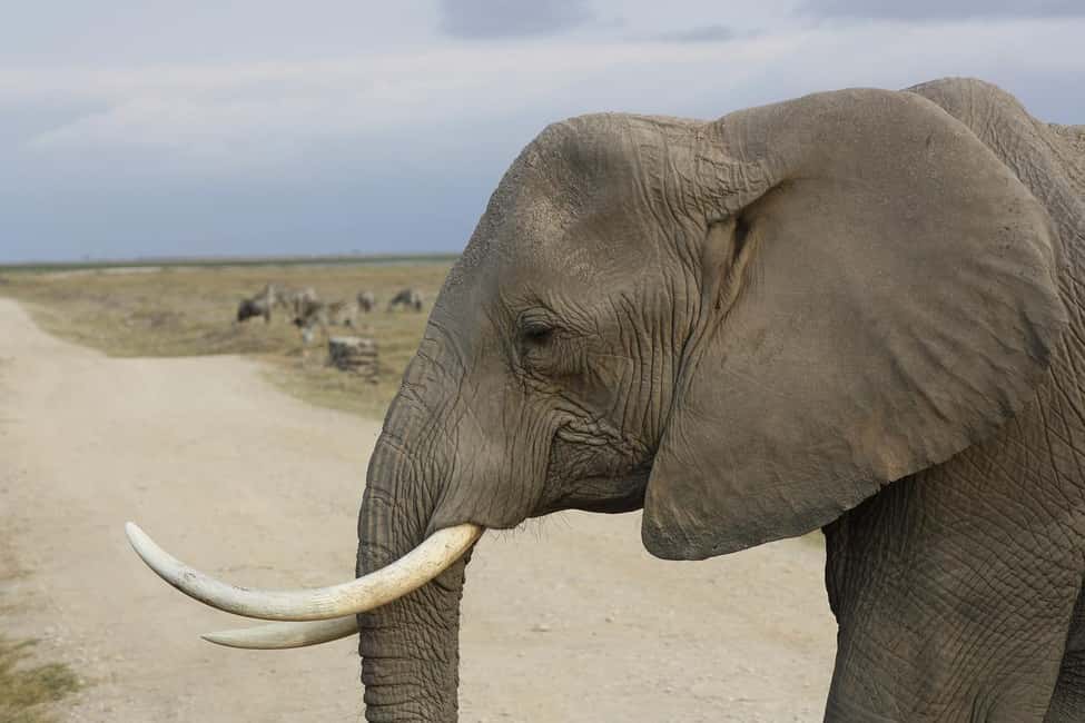 Image N°23 de Depuis Nairobi : Excursion d'une journée au parc national d'Amboseli activité à Province centrale du Kenya, publiée par le prestataire