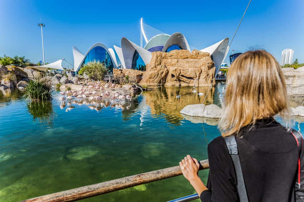 image n.8 of Valencia: Oceanogràfic Entry Ticket activity in Valencia, uploaded by supplier