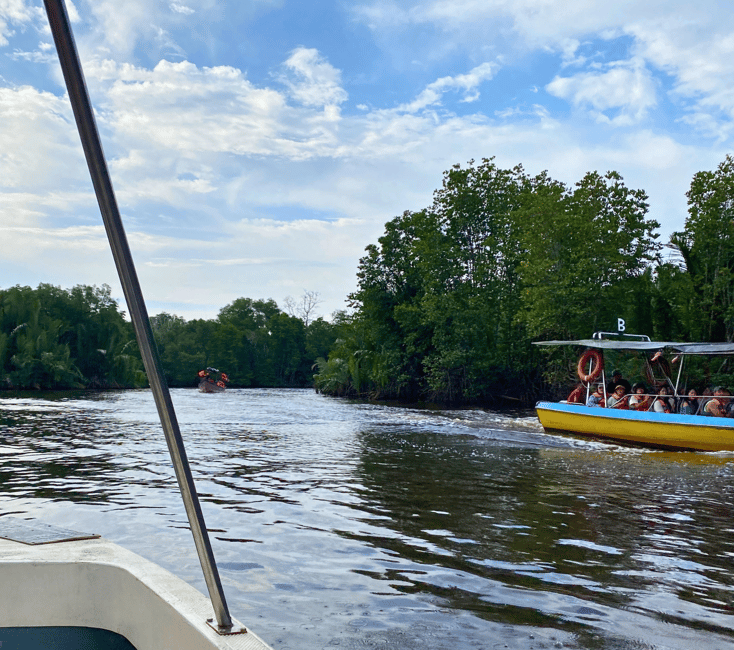image n.4 of Bongawan River Cruise: Proboscis Monkey & Fireflies Viewing activity in Bongawan, uploaded by supplier