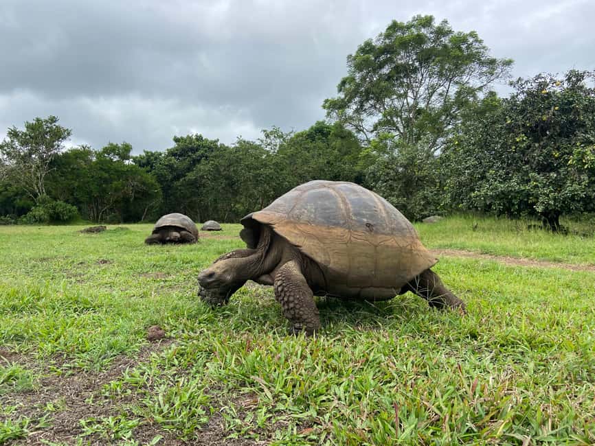 image n.2 of Puerto Ayora: The Galapagos Giant Tortoise Shared Experience activity in Galápagos Islands, uploaded by supplier