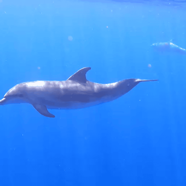 image n.4 of Tenerife: Kayak & Snorkel Tour with Snacks & Sea Life Safari activity in Telde, uploaded by supplier