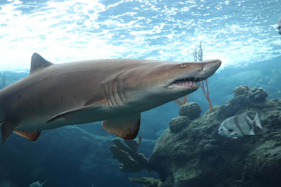 Bild Nr. 12 von Das Florida Aquarium Ticket Aktivität in Tampa, hochgeladen vom Anbieter