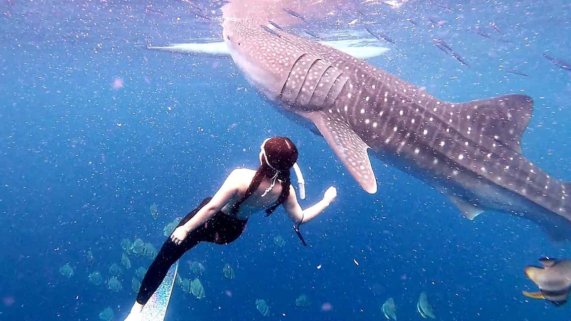 imagem n.9 de Cebu: Natação com tubarões-baleia e excursão de canoagem em Kawasan atividade em Badian, carregada pelo fornecedor