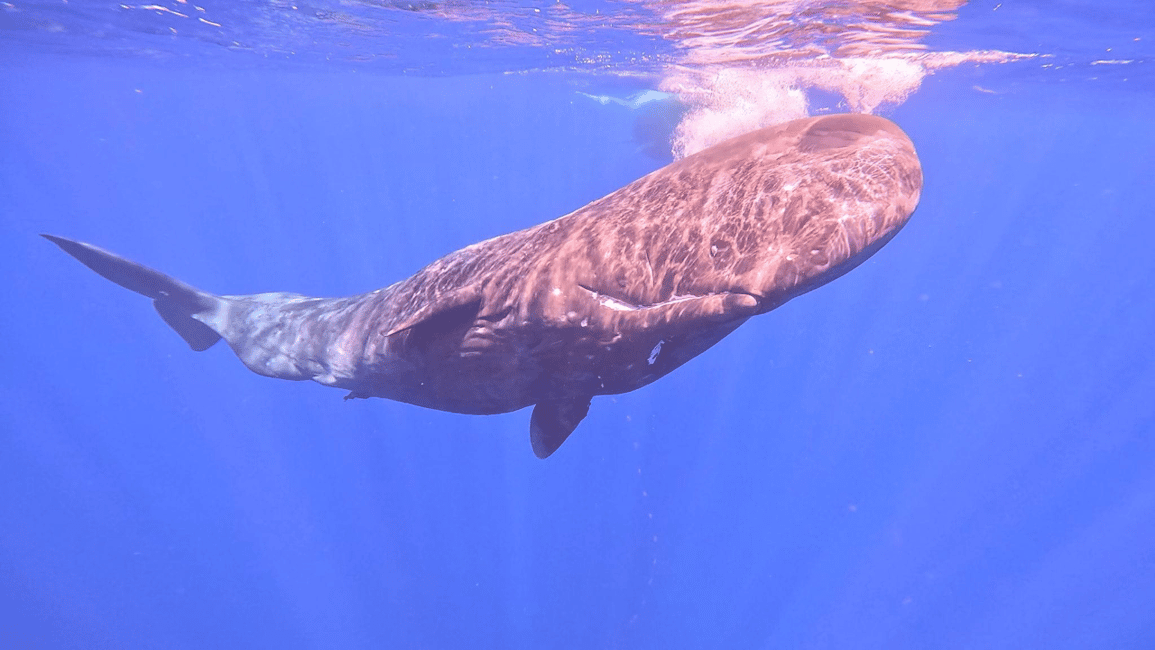 image n.10 of Whale & Dolphins Swimming - Private Speedboat Exclusive Tour activity in Mauritius, uploaded by supplier