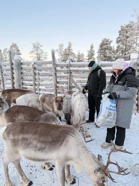 billede nr.15 af aktiviteten Oplevelse af arktisk rensdyrfarm med sneskovandring i naturen i Sirkka, uploadet af udbyder