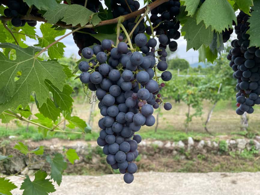 Immagine nº 12 di Il tour completo dell'Amarone: 2 cantine, pranzo e approfondimento sull'Amarone attività a Verona, caricata dal fornitore