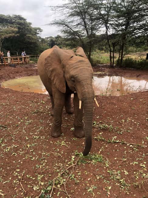 image n.12 of Nairobi: Elephant Sanctuary and Giraffe Center Day Tour activity in Nairobi, uploaded by supplier