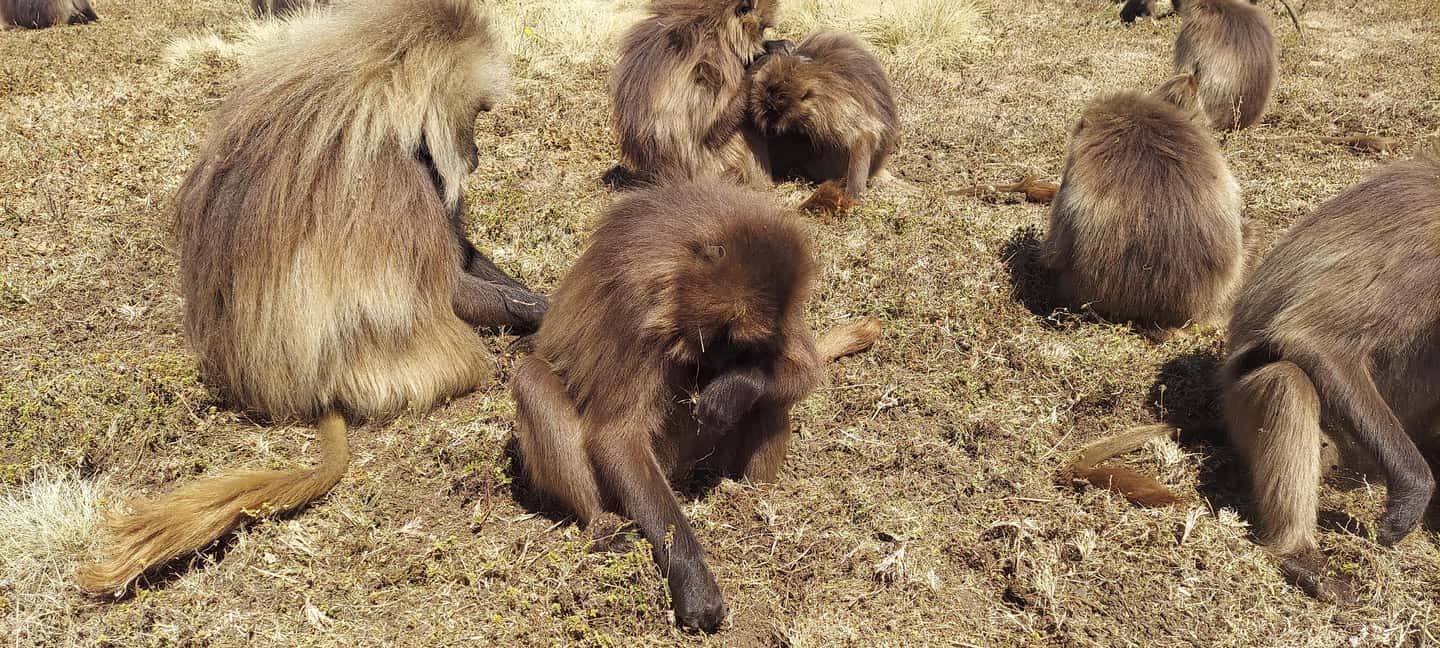 image n.21 of From Gondar: 2-Day Simien Mountains Trekking Tour activity in Gondar, uploaded by supplier