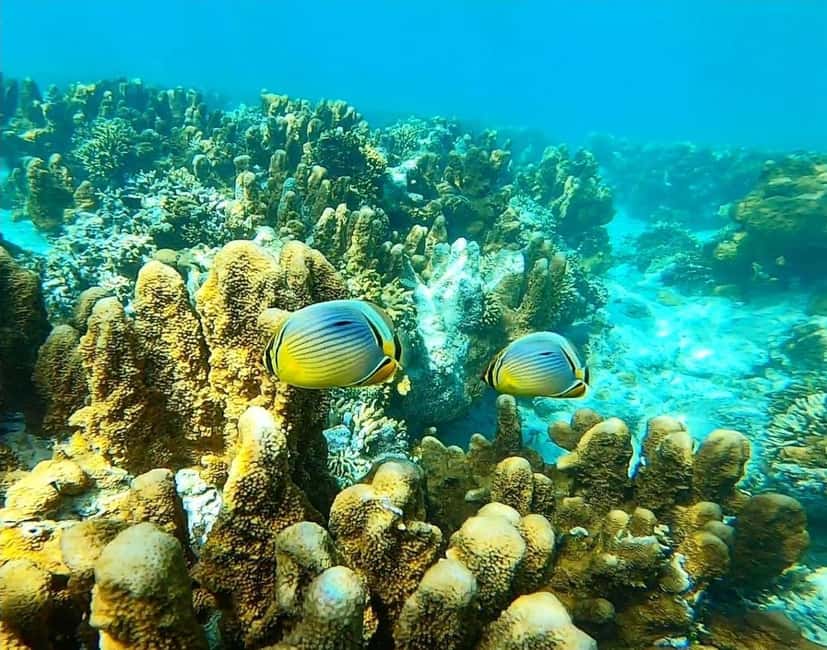 image n.15 of Zanzibar: Blue lagoon, Starfish, Paje Beach and Maalum Cave activity in Pingwe, uploaded by supplier