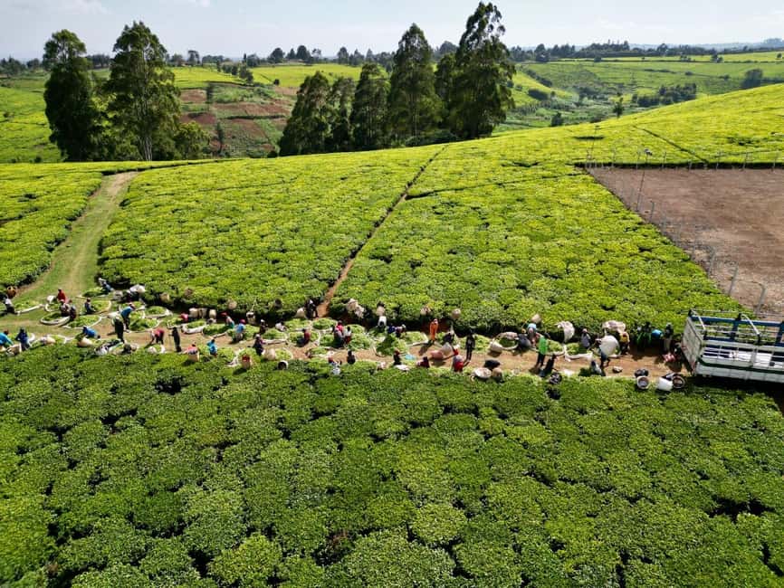 image n.3 of Tea Farm Tour From Nairobi (Kiambethu). activity in Limuru, uploaded by supplier