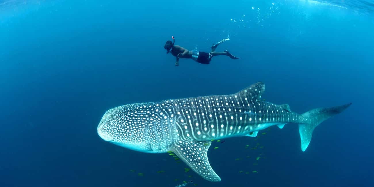 image n.3 of Mbudya island from Dar es salaam safari. activity in Tanzania, uploaded by supplier