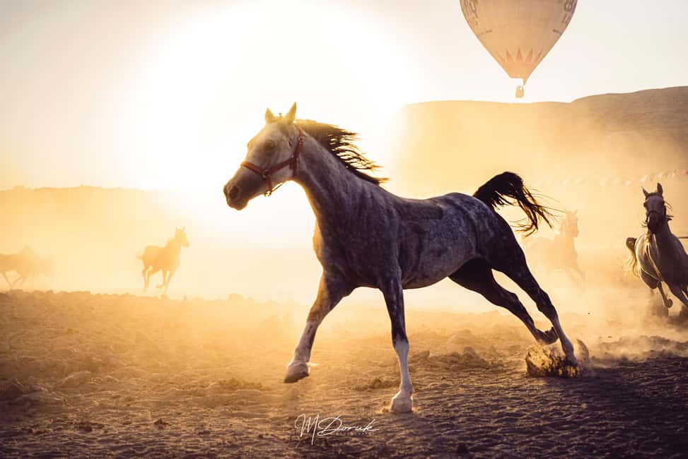 image n.3 of Cappadocia: Fascinating Horse Tour in Göreme Valleys activity in Çavuşin, uploaded by supplier