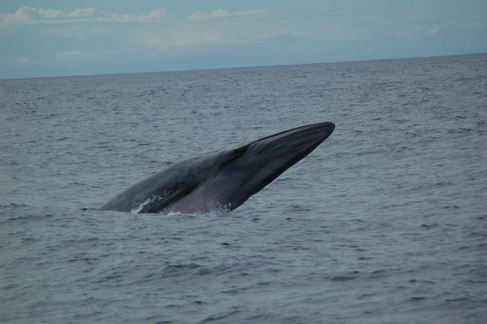 imagem n.7 de Funchal: Cruzeiro de observação de baleias e golfinhos em catamarã atividade em Câmara de Lobos, carregada pelo fornecedor