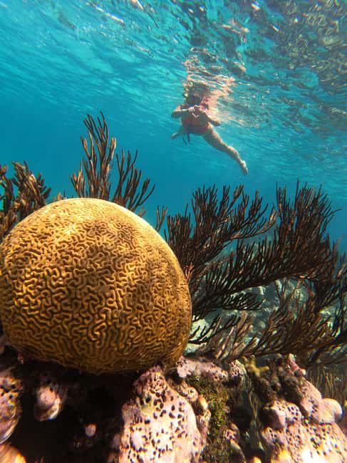 image n.12 of Akumal: Guided Turtle Snorkeling Tour and pictures activity in Akumal, uploaded by supplier