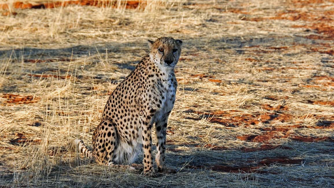 imagem n.2 de De Joanesburgo: Excursão de meio dia ao A.V.D Cheetah Centre atividade em Pretória, carregada pelo fornecedor