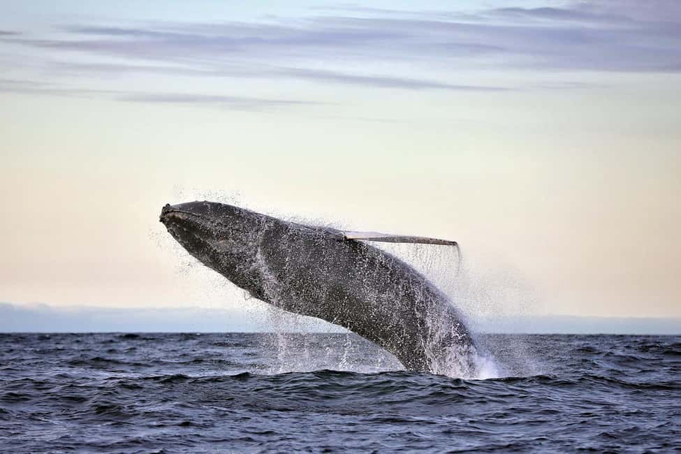 image n.3 of Húsavík: Original Big Whale Safari & Puffins by Speedboat activity in Northeastern Region, Iceland, uploaded by supplier