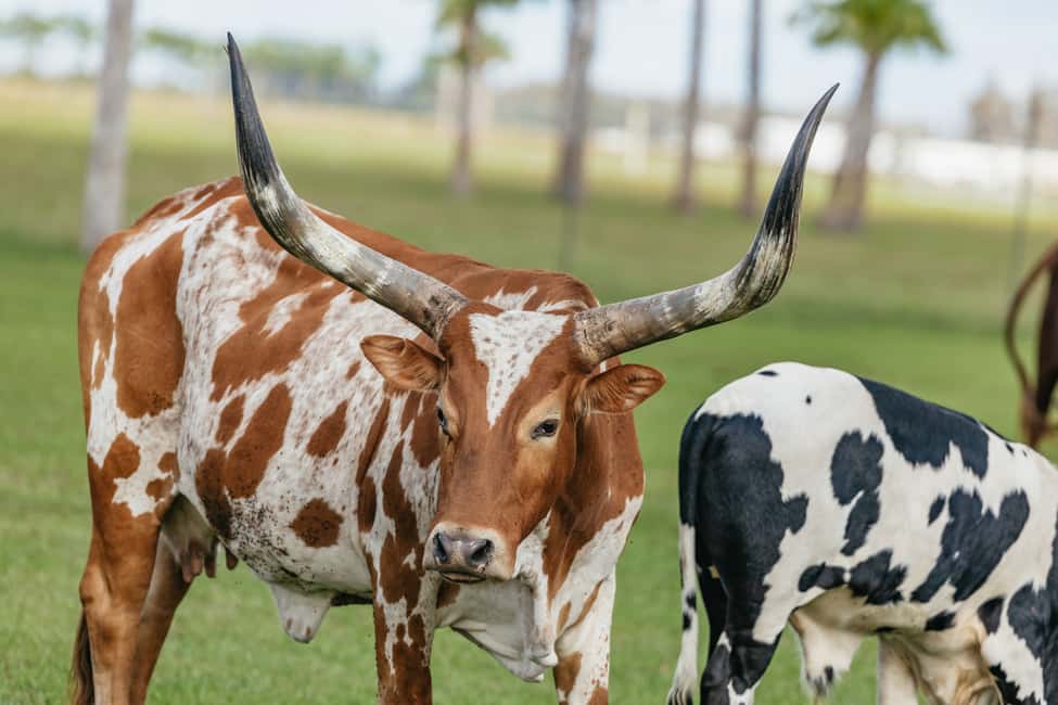 bild n.30 av Orlando: Drive-Thru Safari Park i Wild Florida aktivitet i Florida, uppladdad av leverantör