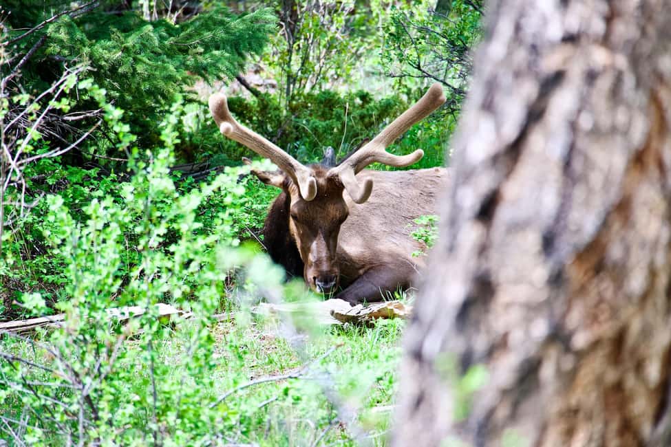 image n.42 of Estes Park: Rocky Mountain National Park Glass-Top Bus Tour activity in Colorado, uploaded by supplier
