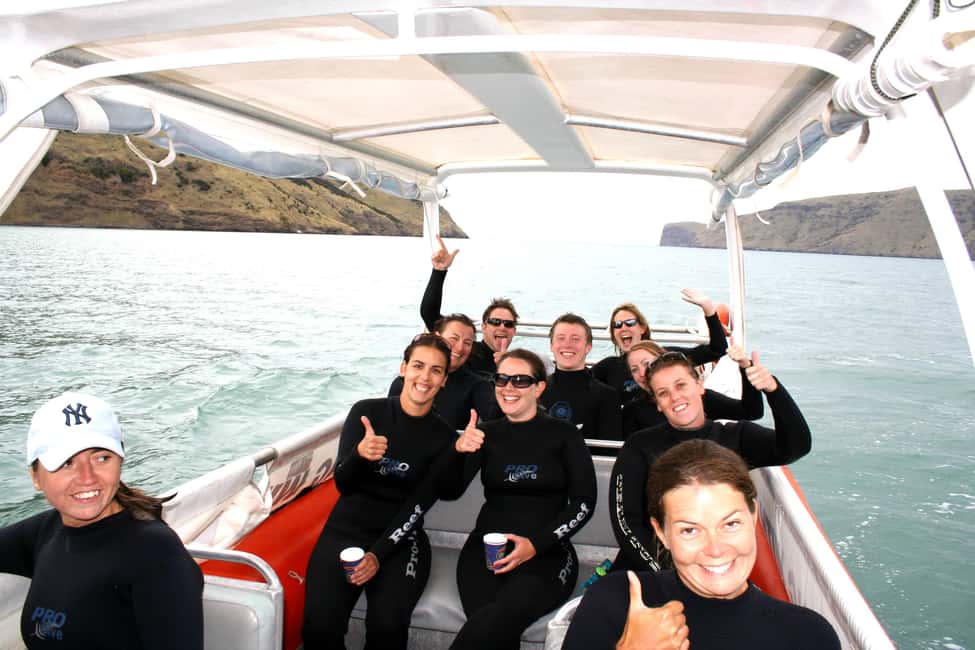 image n.7 of Akaroa: Swimming with Wild Dolphins Experience activity in South Island, uploaded by supplier