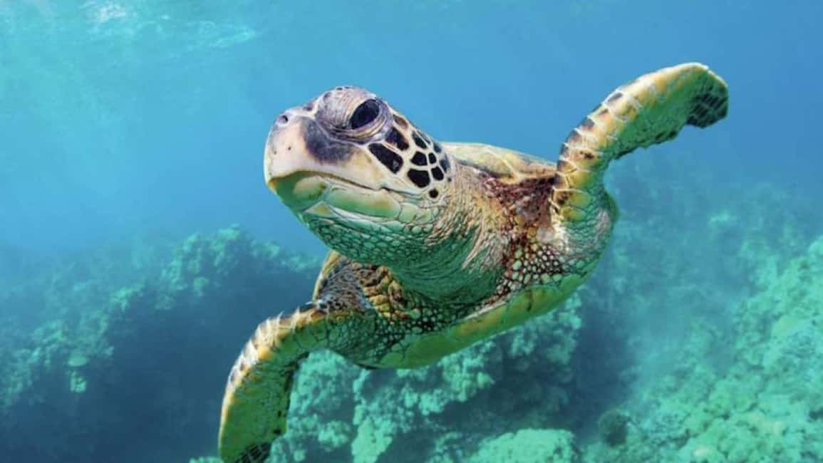 image n.7 of Las Vegas: Shark Reef Aquarium & VR Experience Entry Ticket activity in Las Vegas, uploaded by supplier
