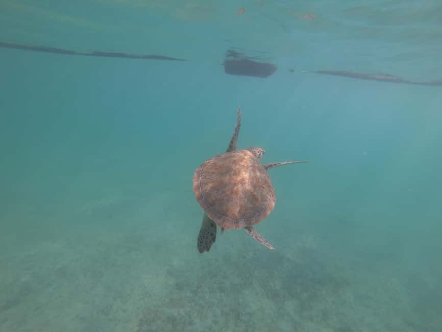 afbeelding n.4 van Akumal: Snorkelen met zeeschildpadden en koralen activiteit in Akumal, geüpload door aanbieder