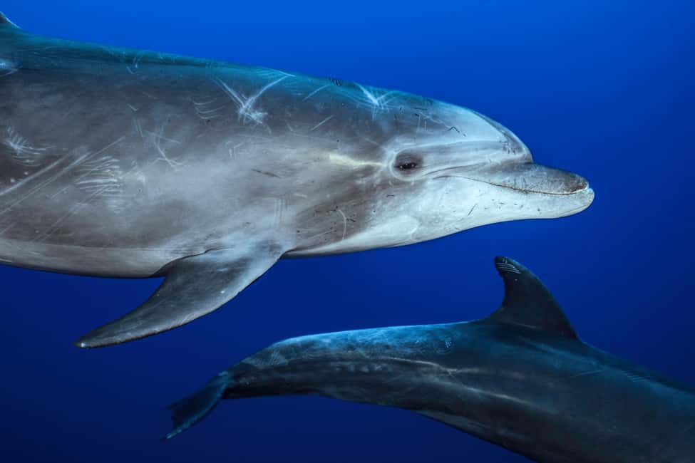 image n.5 of La Paz or La Ventana: Ocean Safari activity in Baja California Sur, uploaded by supplier