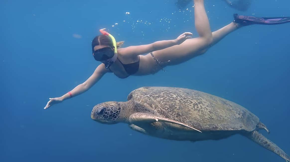 billede nr.24 af aktiviteten Koh Tao: Snorkeltur til øen Nang Yuan og skjulte bugter i Thailandbugten, uploadet af udbyder