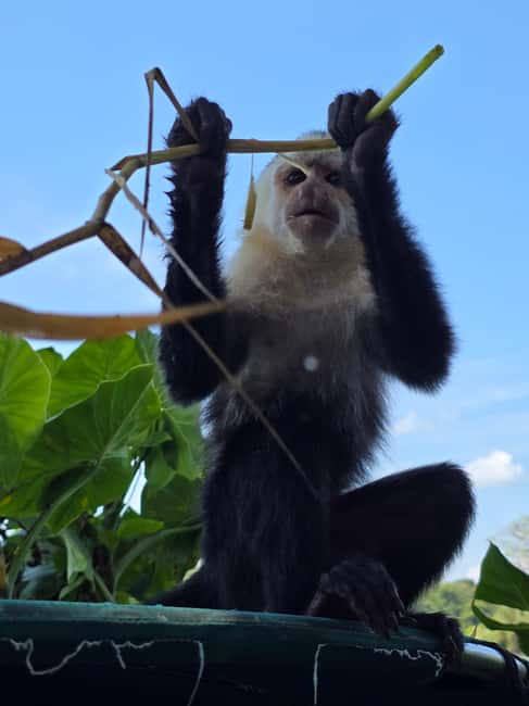 image n.12 of Monkey Island and Indian Village Tour activity in Panama Province, uploaded by supplier