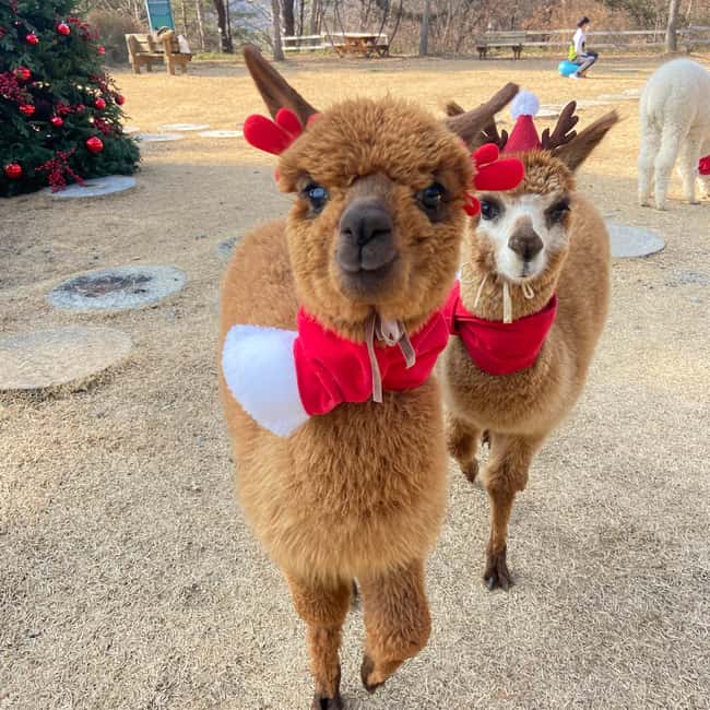 image n.18 of Seoul to/from Nami Island or Alpaca World: Shuttle Service activity in Seoul, uploaded by supplier