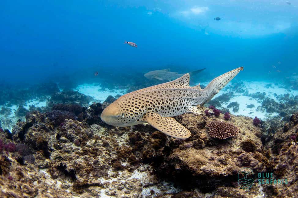 image n.1 of Byron Bay: Snorkelling Tour of Julian Rocks "Nuthungulli" activity in Byron Bay, uploaded by supplier
