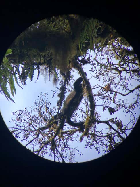 image n.3 of Monteverde: Cloud Forest Guided Walk activity in Monteverde, uploaded by supplier