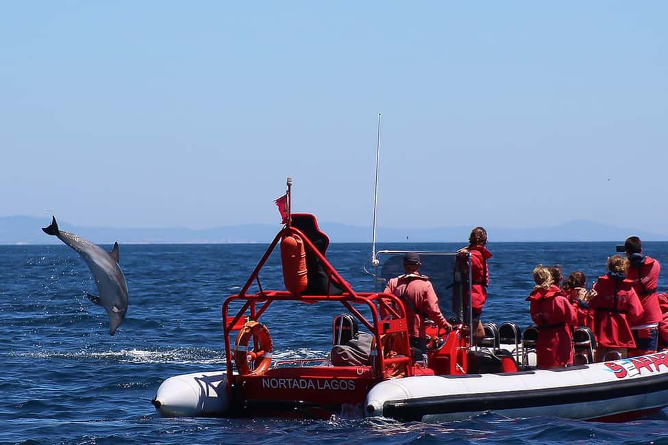 image n.6 of Lagos: Dolphin Watching with Professional Marine Biologists activity in Lagos, Portugal, uploaded by supplier
