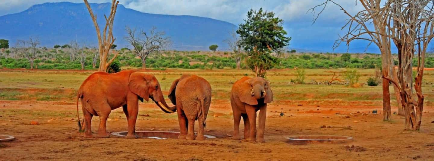 image n.83 of 2-Days Wildlife Safari to Tsavo East & Tsavo West Park activity in Coast Province, uploaded by supplier