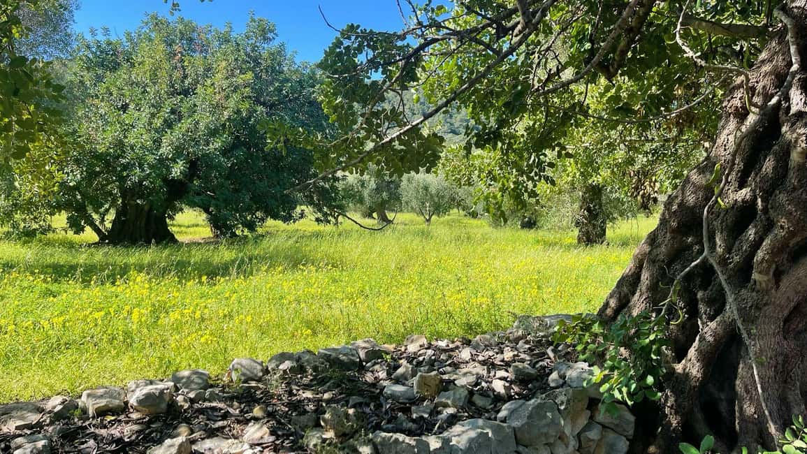 Immagine nº 35 di Ostuni: Tour in bicicletta con un bicchiere di vino e bruschetta attività a Ostuni, caricata dal fornitore