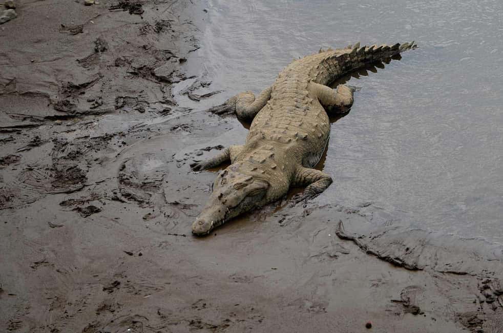 image n.92 of Carara National Park: Best Tour Carara National Park-One Day activity in Puntarenas Province, uploaded by supplier
