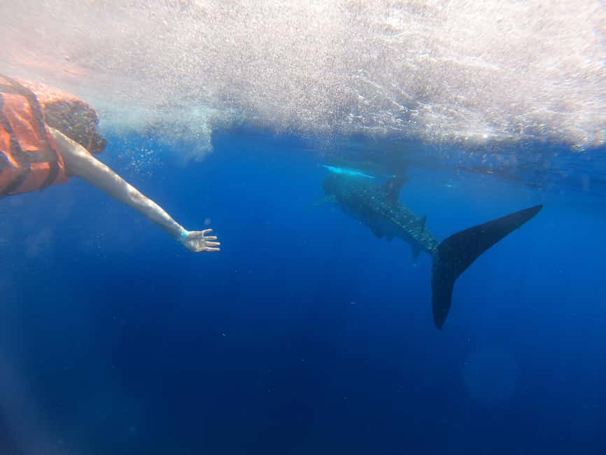 Bild Nr. 5 von Schwimmen mit Walhaien von Isla Mujeres und/oder Cancun aus Aktivität in Cancún, hochgeladen vom Anbieter