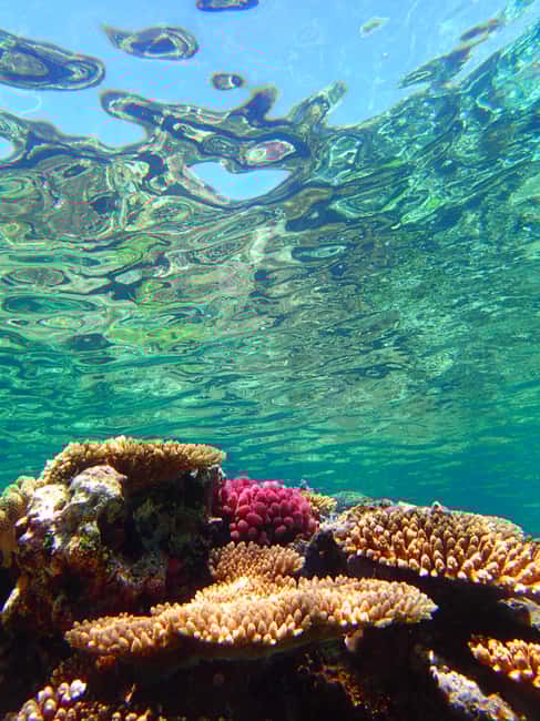 image n.7 of Okinawa : Kerama Whole Day Snorkeling Tour From Chatan activity in Okinawa, uploaded by supplier