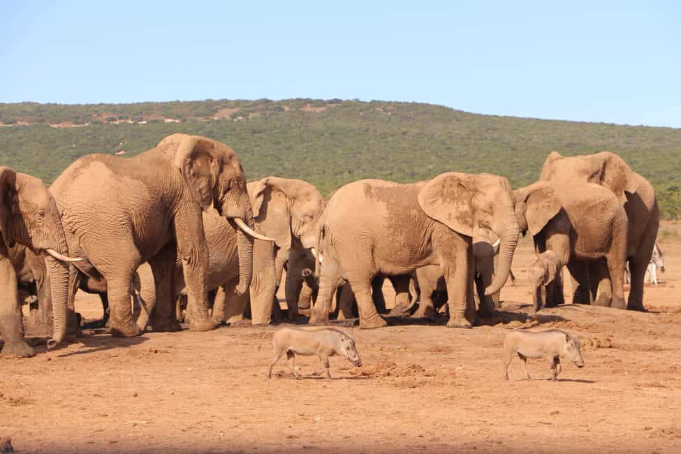 image n.8 of Addo Elephant National Park Game Drive Day Tour With Lunch activity in Eastern Cape, uploaded by supplier