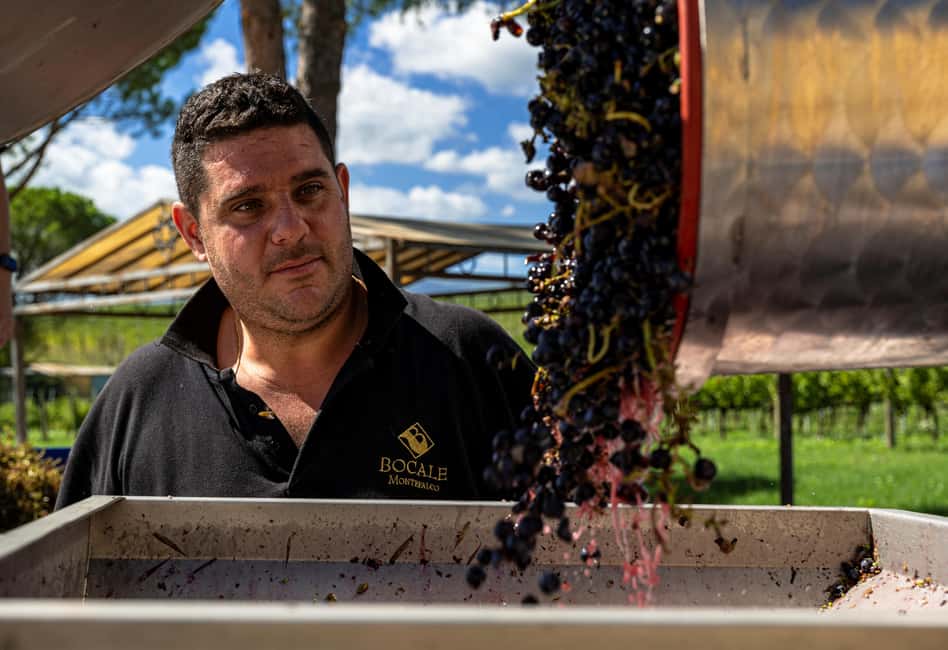 Immagine nº 37 di Montefalco: Tour della cantina e del vigneto e degustazione privata attività a Montefalco, caricata dal fornitore