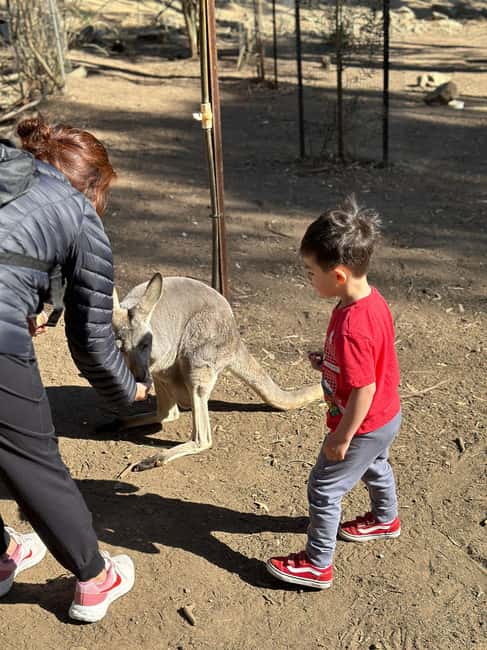 imagen n.º 3 de Desde Adelaida: Abraza a un Koala y Visita Histórica a Hahndorf actividad en Adelaida, subida por el proveedor