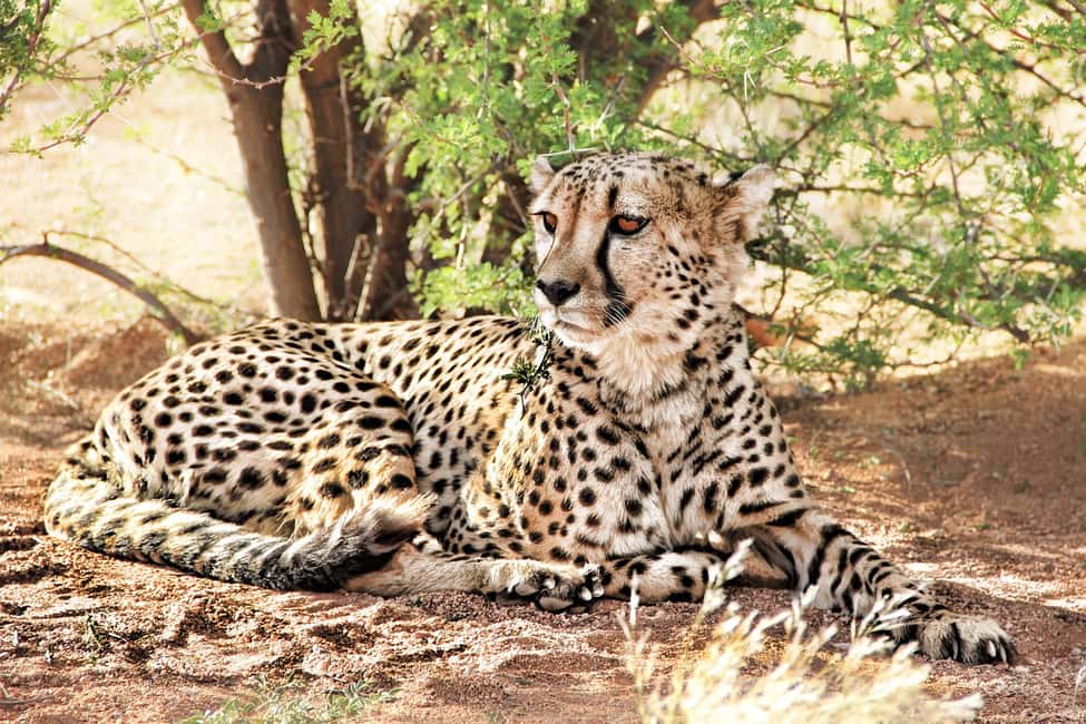 imagem n.1 de De Joanesburgo: Excursão de meio dia ao A.V.D Cheetah Centre atividade em Pretória, carregada pelo fornecedor