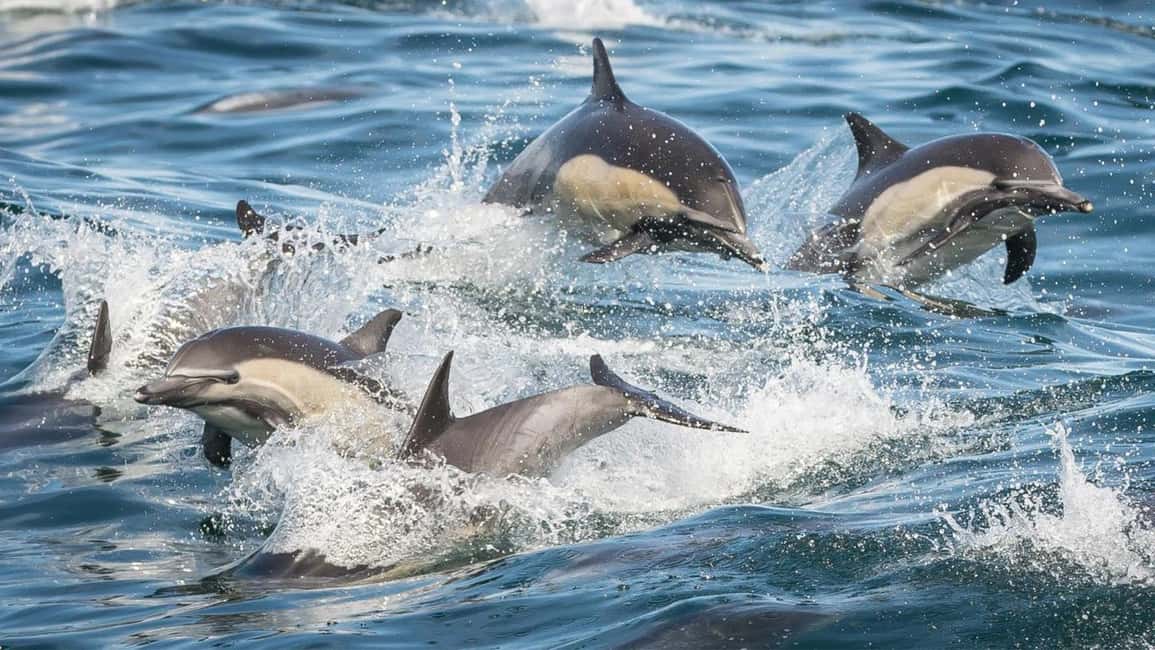 bild nr.6 av Long Beach: Valskådningskryssning och delfinskådning aktivitet i Los Angeles, uppladdad av arrangören