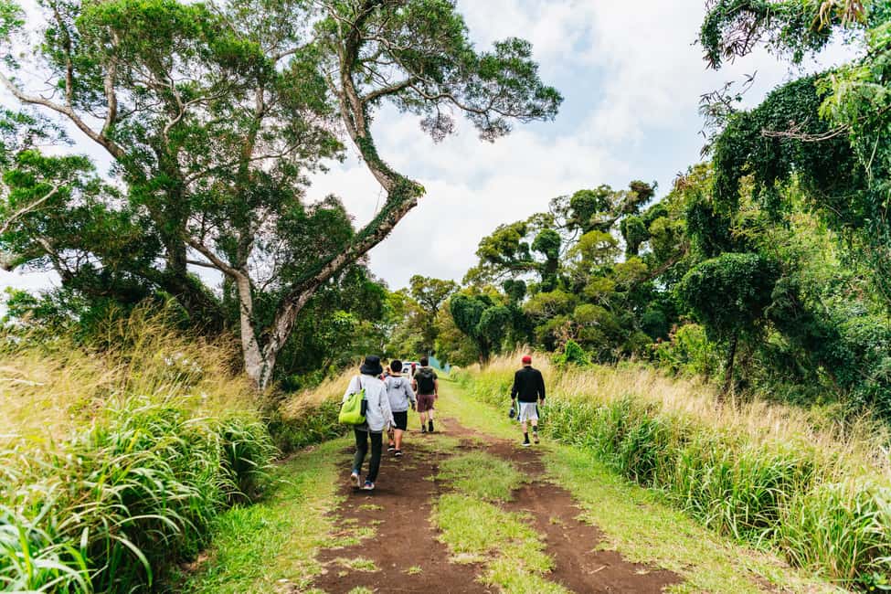 Immagine nº 15 di Oahu: Escursione alla cascata Manoa Falls con pranzo e trasferimenti attività a Honolulu, caricata dal fornitore