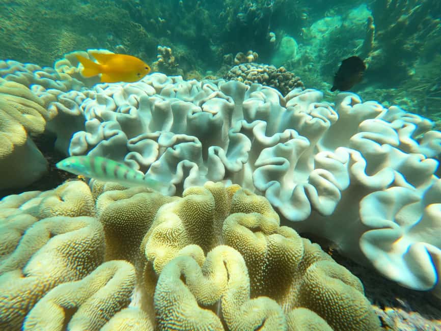 image n.5 of Zanzibar: Blue lagoon, Starfish, Paje Beach and Maalum Cave activity in Pingwe, uploaded by supplier