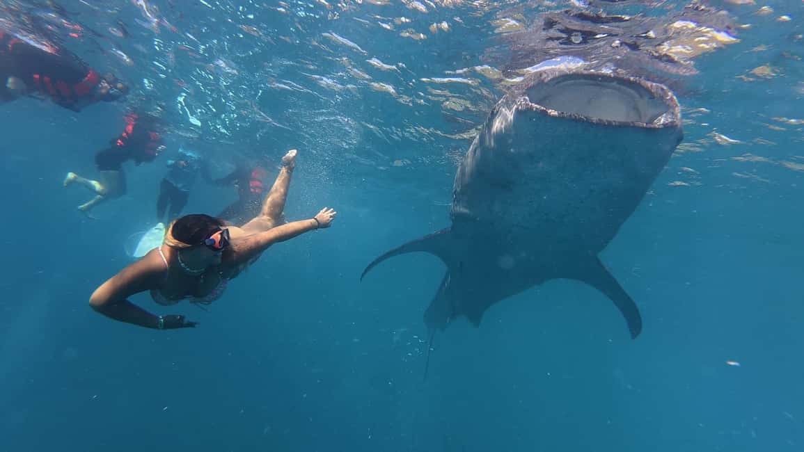 imagem n.9 de Cebu Oslob WhaleShark,Inambakan Falls& Moalboal Sardines Run atividade em Oslob, carregada pelo fornecedor